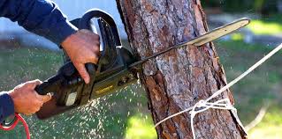 Best Tree Health Inspection  in Zionsville, IN