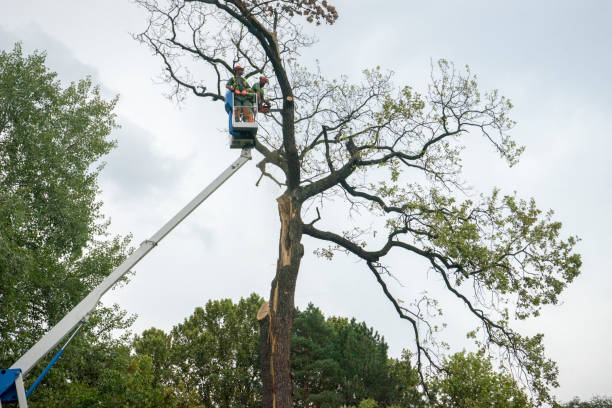 Best Palm Tree Trimming  in Zionsville, IN