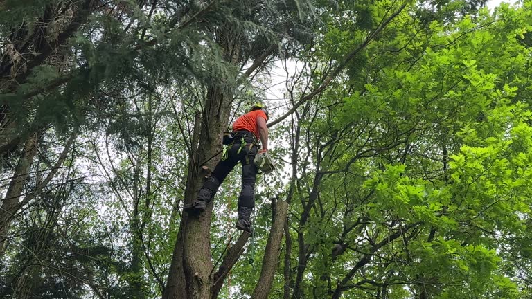 Best Tree Disease Treatment  in Zionsville, IN