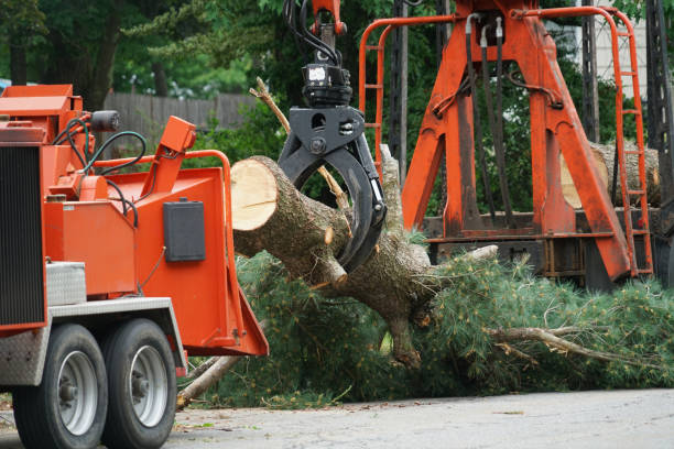 Best Tree Health Inspection  in Zionsville, IN