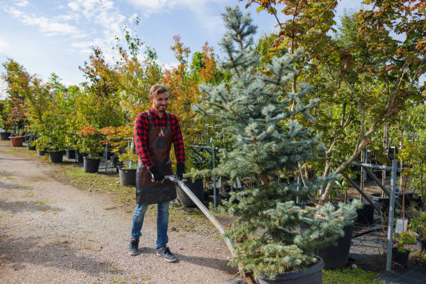 Best Root Management and Removal  in Zionsville, IN