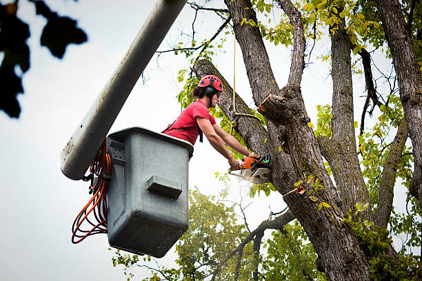 Best Storm Damage Tree Cleanup  in Zionsville, IN